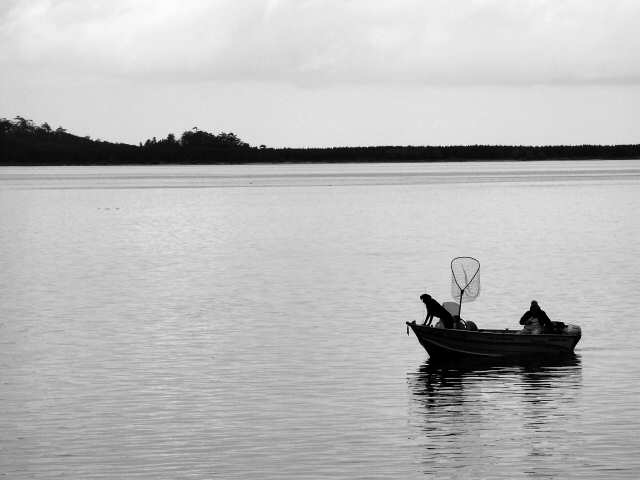 040613 Dog Stalking Fish