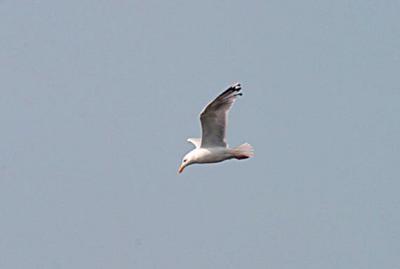 flying gull