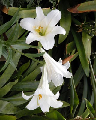 White Lily