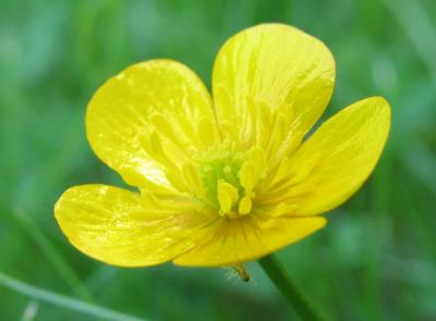 buttercup.jpg