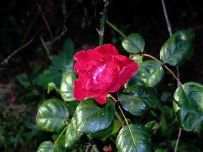 wild rose