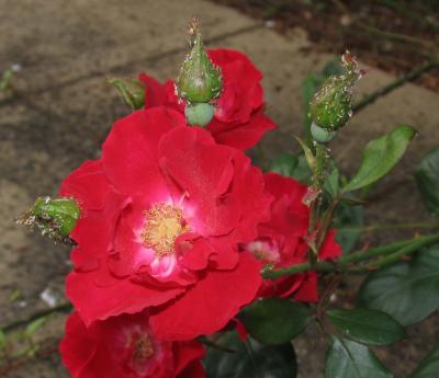 wild rose and guests