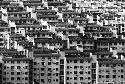 Domino