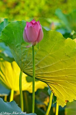 Sunrise Lotus