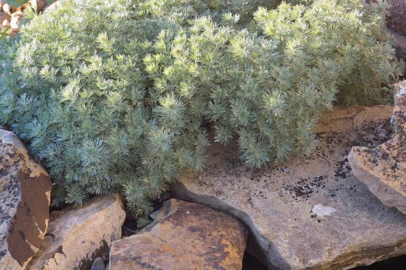 Rabbitbrush and Rock