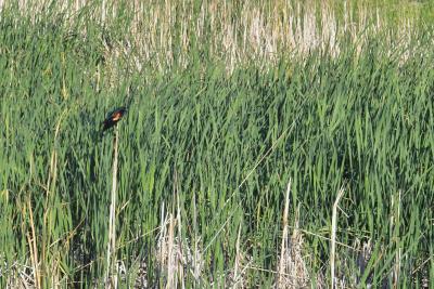 Red Bird in Reeds