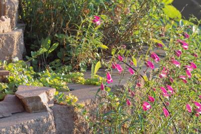 Pink Flowers n Rock Wall