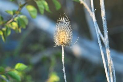 Thorny stalk