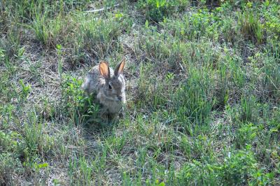 Rabbit in Field