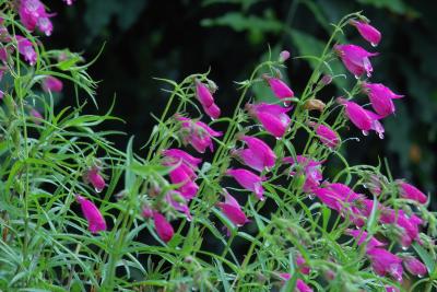 Pink Flower Drops