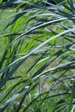 Pampas Grass