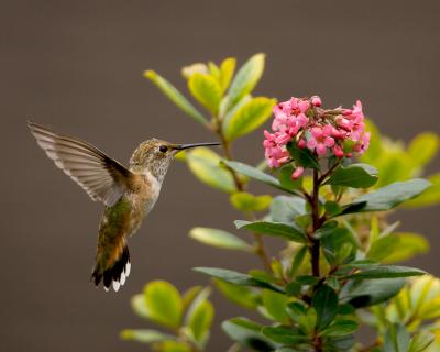 hummers