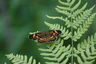 Butterfly Fern