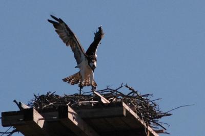Osprey Landing