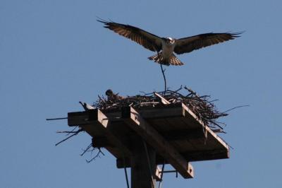 Osprey Nest Building