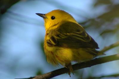 Yellow Warbler