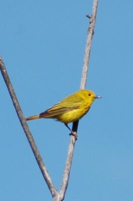 Yellow Warbler