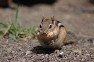 Powassan Chipmunk