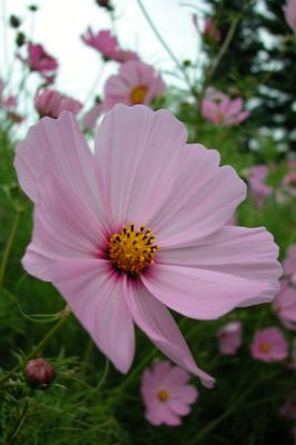Pink Cosmos