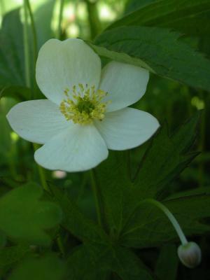 DSCN1584A.jpg