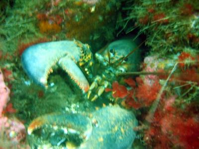 Mr. Lobster