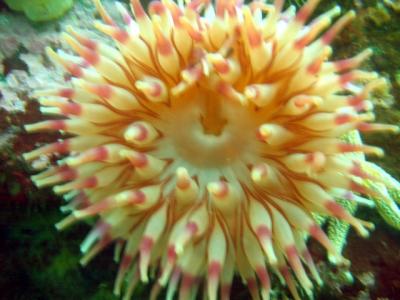 Sea anenome