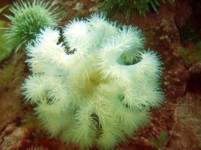 Frilled anenome