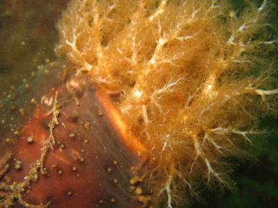 Orange Footed Sea Cucumber Closeup
