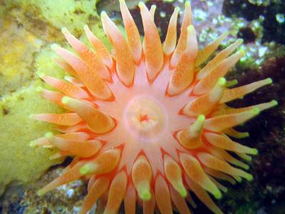 Northern Red Anenome