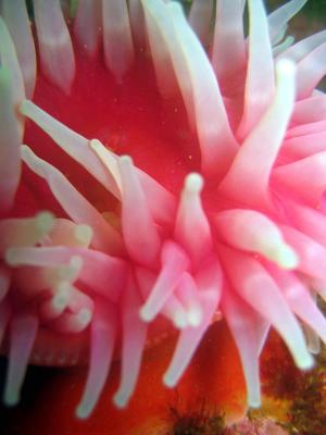 Northern Red Anenome Closeup