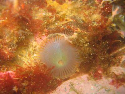 Slime Fan Worm (extended) & Solitary Hydroid (at right of slime worm)