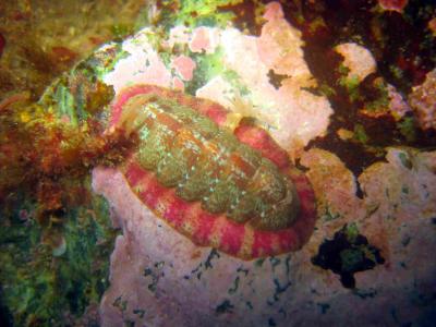 Mottled Red Chiton