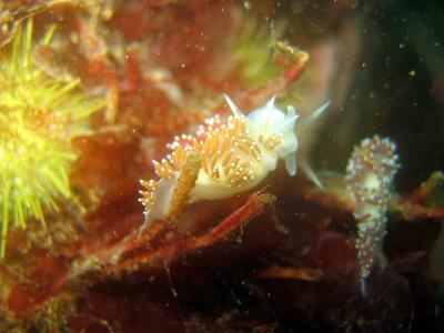 Red-Gilled Nudibranches