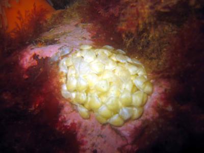 Waved Whelk Egg Mass