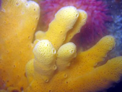 Common Palmate Sponge
