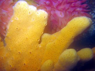 Common Palmate Sponge