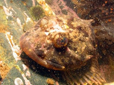 Shorthorn sculpin
