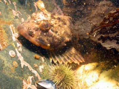 Shorthorn sculpin