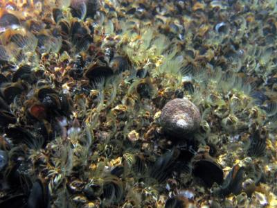 Barnacles feeding & periwinkles