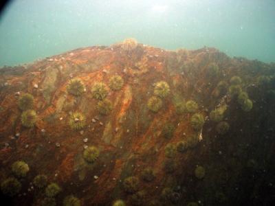 Wall of urchins