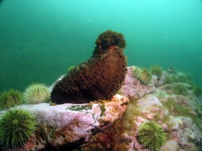 Sea cucumber