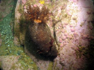 Sea cucumber