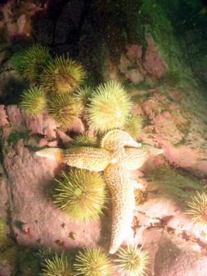 Starfish & urchins
