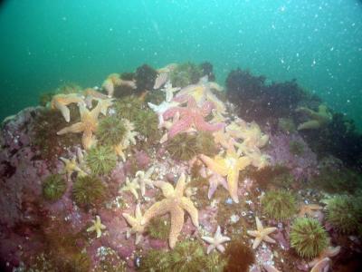 Wall of starfish