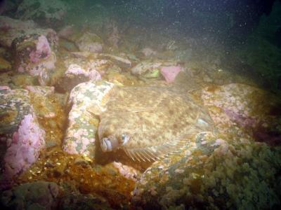 Flounder