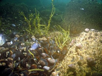 Mussels