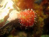 Red-Gilled Nudibranch