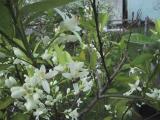 mock orange and bee.jpg