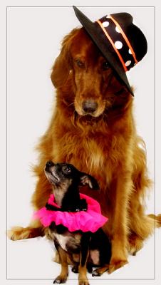 dogs6448.jpg