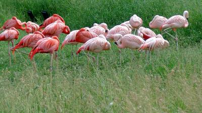 flamingos